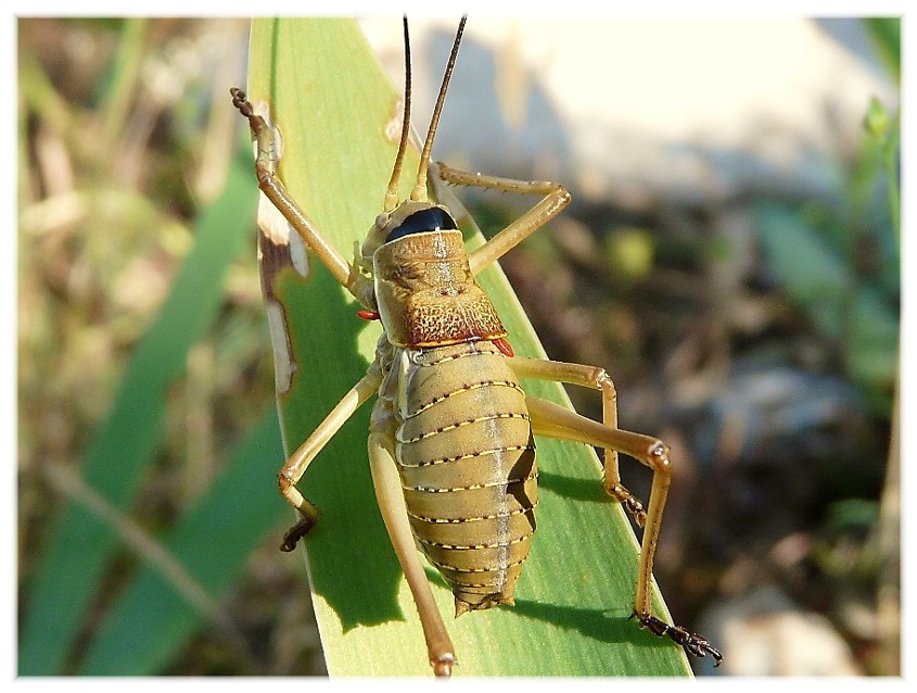 Ephippiger apulus (Bradyporidae)